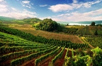 Hercegovačka vina sve su bolja, prepoznali su to na Dalekom istoku