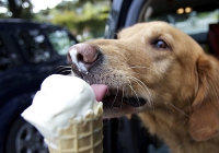 Proizveden sladoled za pse